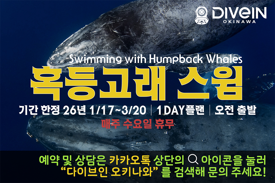 ▼9월부터 예약 가능▼ <풀데이트립> 혹등고래 스윔